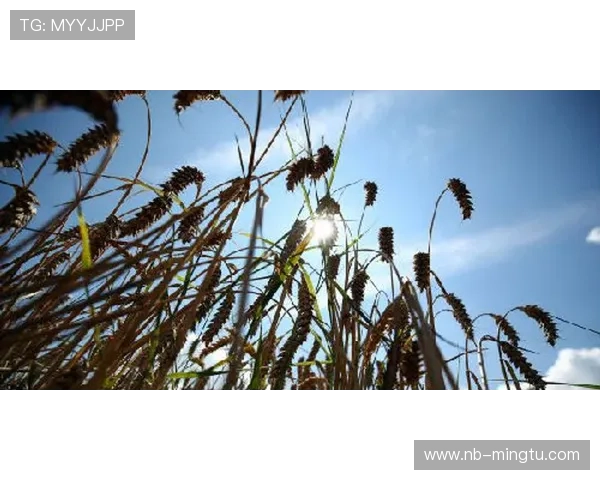 布鲁诺转会市场价值飙升，备受关注的夏季交易或将影响转会动态